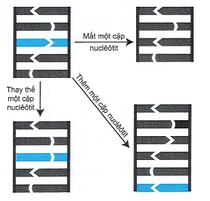 voh.com.vn-bien-di-di-truyen-18