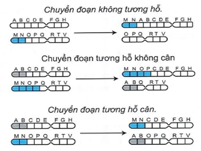 voh.com.vn-bien-di-di-truyen-3
