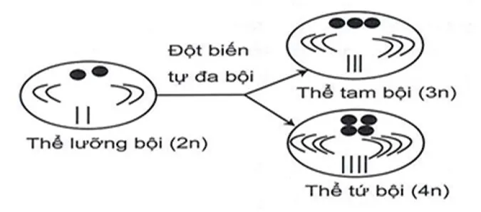 voh.com.vn-bien-di-di-truyen-6