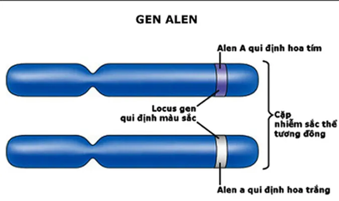 cac-phuong-phap-di-truyen-hoc-cua-menden-voh-1