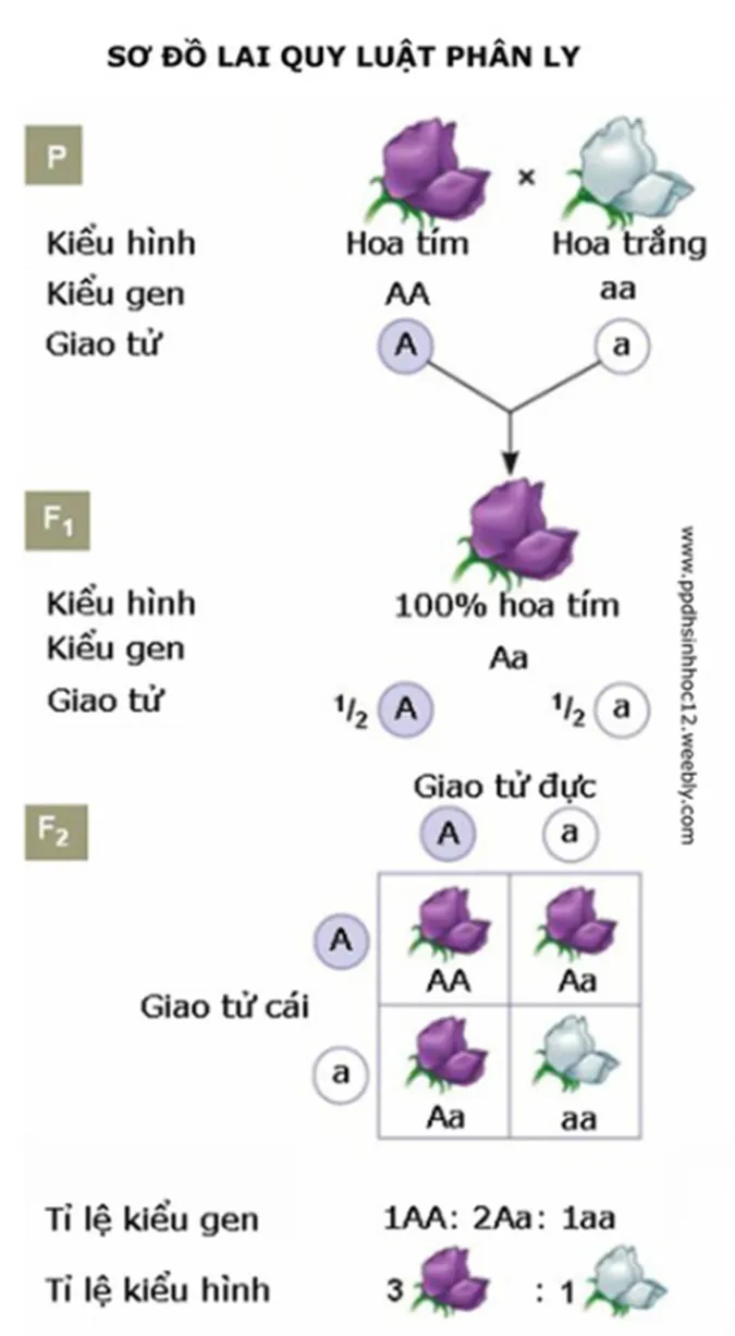 cac-phuong-phap-di-truyen-hoc-cua-menden-voh-2