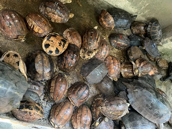 127 cá thể rùa các loài đã bị thu giữ