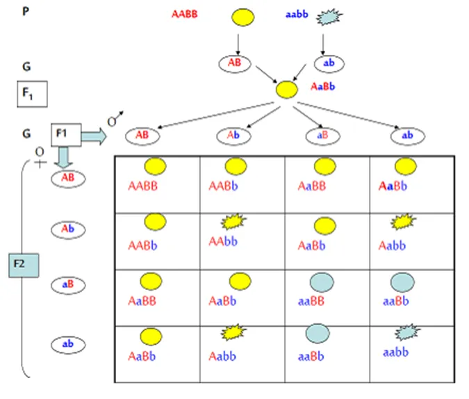 quy-luat-phan-li-doc-lap-cua-menden-voh-2