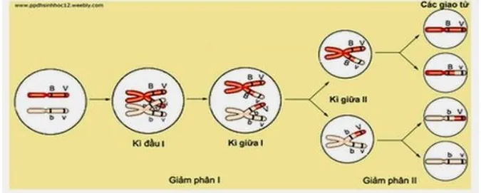 quy-luat-lien-ket-gen-va-hoan-vi-gen-voh-2
