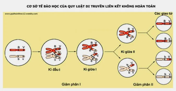 quy-luat-lien-ket-gen-va-hoan-vi-gen-voh-1