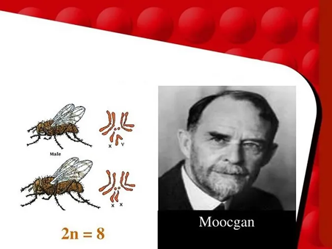 quy-luat-lien-ket-gen-va-hoan-vi-gen-voh