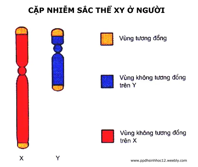 khai-niem-va-bai-tap-van-dung-cua-di-truyen-lien-ket-gioi-tinh-va-di-truyen-ngoai-nhan-voh