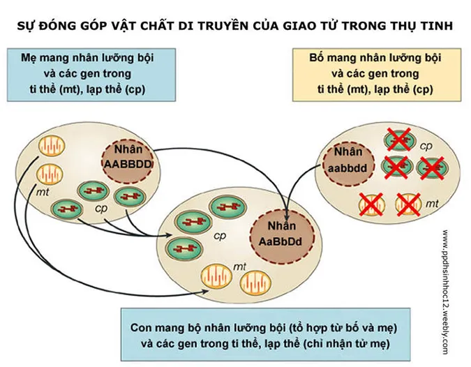 khai-niem-va-bai-tap-van-dung-cua-di-truyen-lien-ket-gioi-tinh-va-di-truyen-ngoai-nhan-voh-1