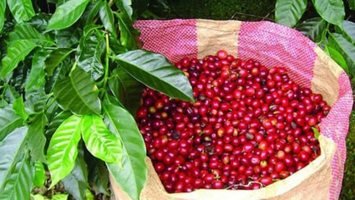 Giá cà phê hôm nay 27/11/2020: Giá trong nước đồng loạt tăng 700 đồng/kg, cà phê Robusta tăng tưng bừng 