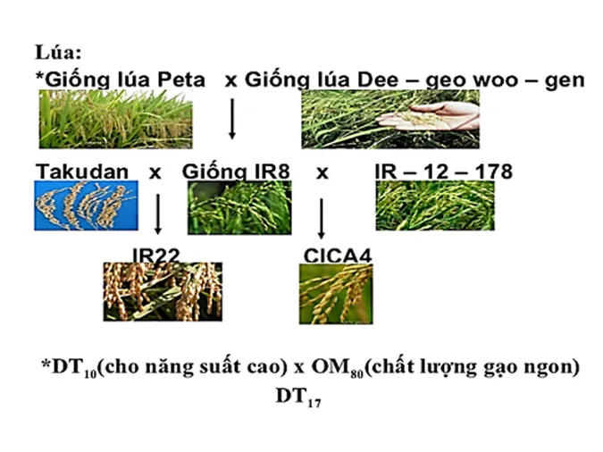 chon-giong-vat-nuoi-va-cay-trong-dua-tren-nguon-bien-di-to-hop-voh-0