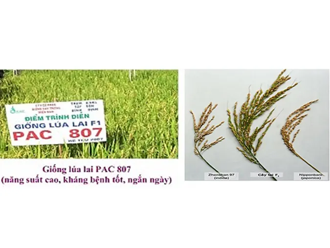 chon-giong-vat-nuoi-va-cay-trong-dua-tren-nguon-bien-di-to-hop-voh-1