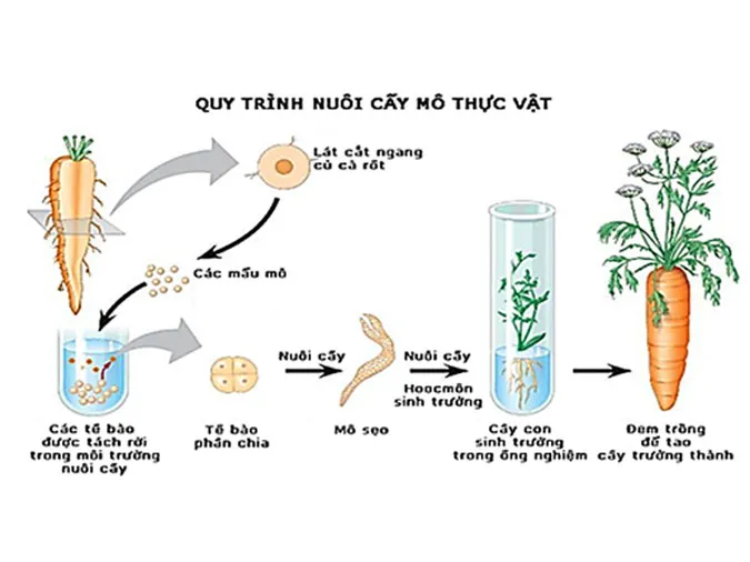 tao-giong-bang-phuong-phap-gay-dot-bien-va-cong-nghe-te-bao-voh-0