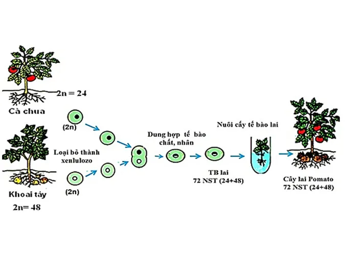 tao-giong-bang-phuong-phap-gay-dot-bien-va-cong-nghe-te-bao-voh-1