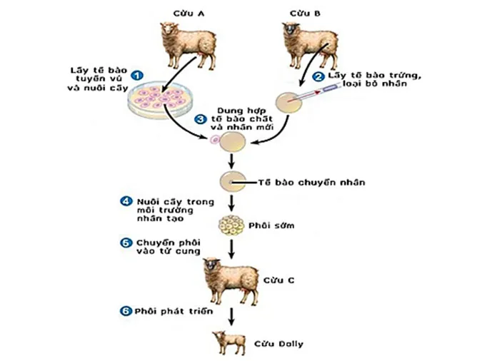 tao-giong-bang-phuong-phap-gay-dot-bien-va-cong-nghe-te-bao-voh-3