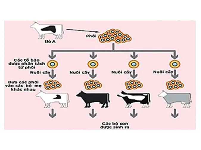 tao-giong-bang-phuong-phap-gay-dot-bien-va-cong-nghe-te-bao-voh-4