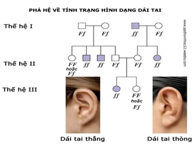 tim-hieu-nhung-phuong-phap-bao-ve-von-gen-cua-loai-nguoi-voh-0