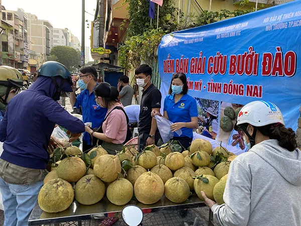 Người dân TPHCM tham gia giải cứu bưởi Đào Đồng Nai 1