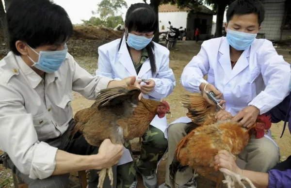 Lần đầu tiên thế giới ghi nhận cúm A H5N8 lây từ gia cầm sang người 2