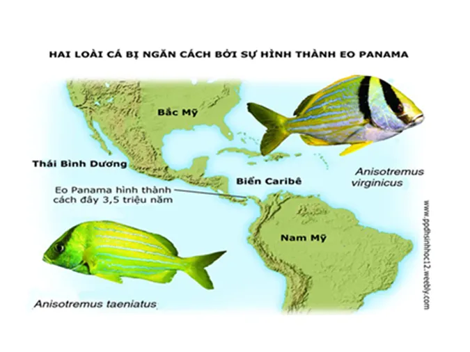 khai-niem-loai-sinh-hoc-va-qua-trinh-hinh-thanh-loai-voh-2