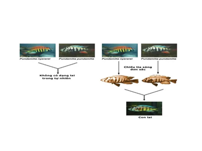 khai-niem-loai-sinh-hoc-va-qua-trinh-hinh-thanh-loai-voh-4