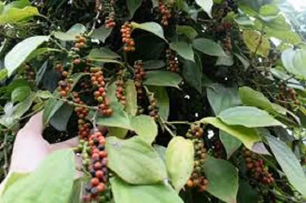 Giá tiêu ngày 8/3/2021: Vọt tăng chạm mốc 61.000 đồng/kg 1