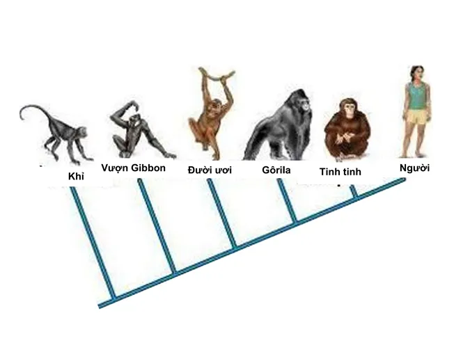 tim-hieu-qua-trinh-phat-sinh-loai-nguoi-voh-1