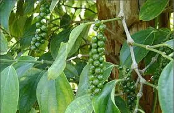 Giá tiêu hôm nay 18/3/2021