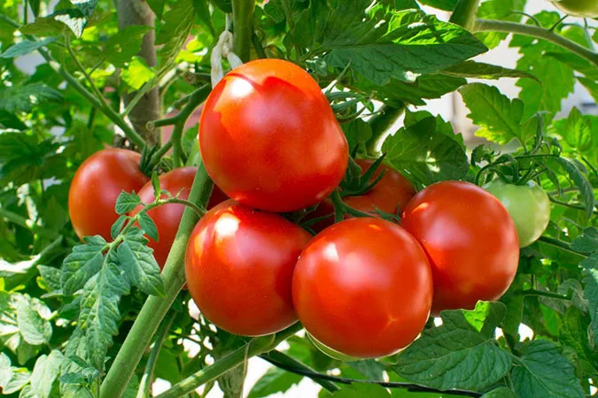 Cách giảm cân bằng cà chua để có eo thon, dáng đẹp, da sáng mịn 1