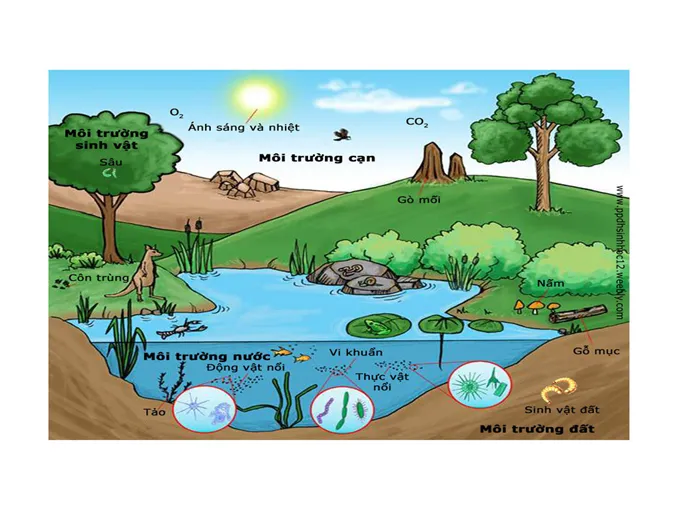 kien-thuc-bai-tap-van-dung-ca-the-va-quan-the-sinh-vat-voh-0