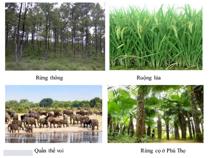 kien-thuc-bai-tap-van-dung-ca-the-va-quan-the-sinh-vat-voh-3