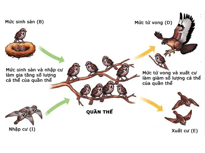 kien-thuc-bai-tap-van-dung-ca-the-va-quan-the-sinh-vat-voh-6