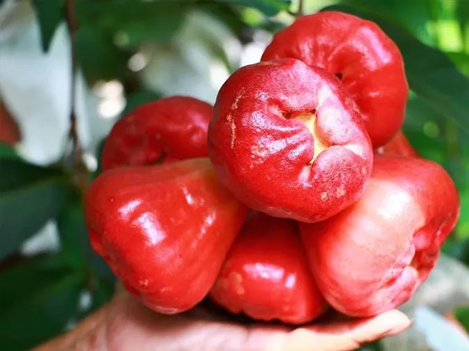 Bạn có biết ăn quả roi (quả mận miền Nam) rất lợi ích cho sức khỏe? 3