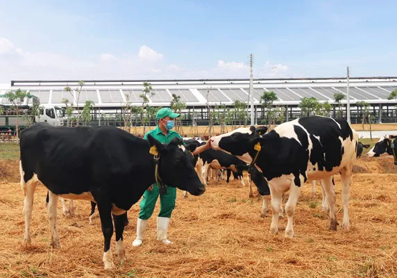 Vinamilk liên tiếp thăng hạng trong top 50 công ty sữa hàng đầu thế giới, khẳng định vị trí thương hiệu sữa số 1 Việt Nam 6