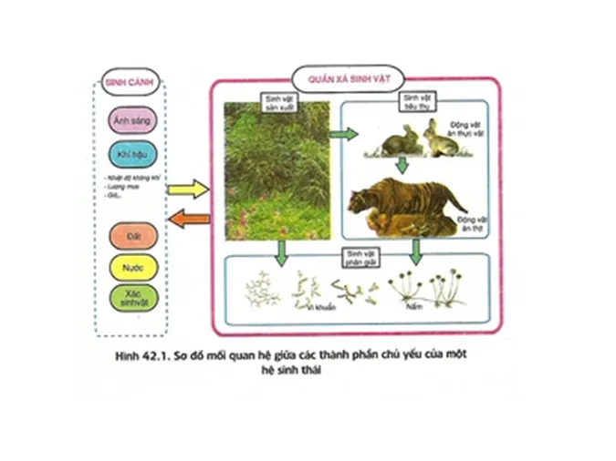 tom-tat-kien-thuc-va-bai-tap-lien-quan-den-quan-xa-sinh-vat-he-sinh-thai-voh-4