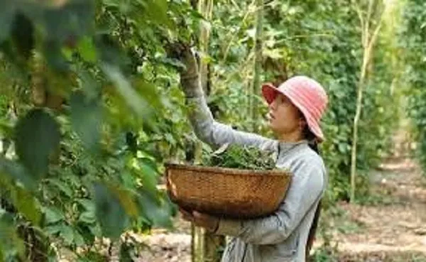 Giá tiêu hôm nay 6/5/2021