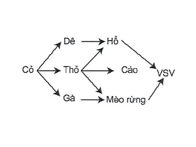 tim-hieu-qua-trinh-trao-doi-vat-chat-trong-he-sinh-thai-voh-0