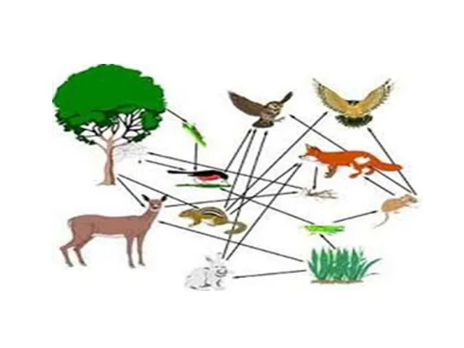 tim-hieu-qua-trinh-trao-doi-vat-chat-trong-he-sinh-thai-voh-1