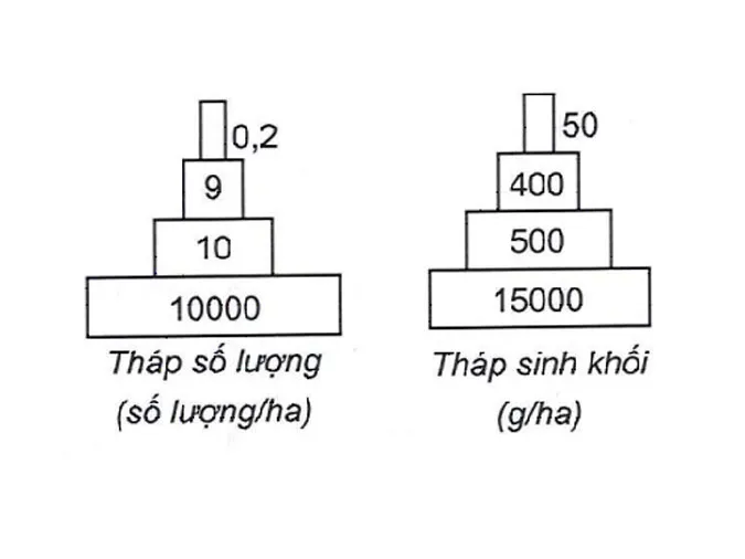 tim-hieu-qua-trinh-trao-doi-vat-chat-trong-he-sinh-thai-voh-2