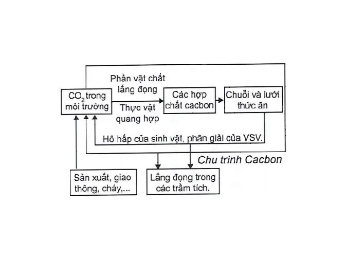 tim-hieu-qua-trinh-trao-doi-vat-chat-trong-he-sinh-thai-voh-3