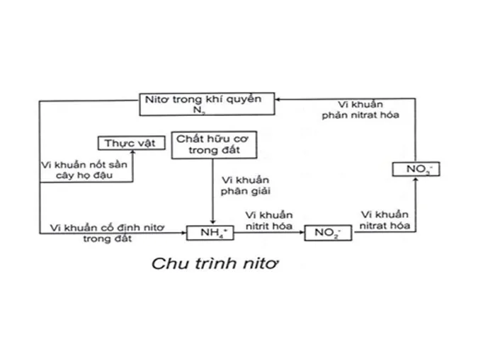 tim-hieu-qua-trinh-trao-doi-vat-chat-trong-he-sinh-thai-voh-4