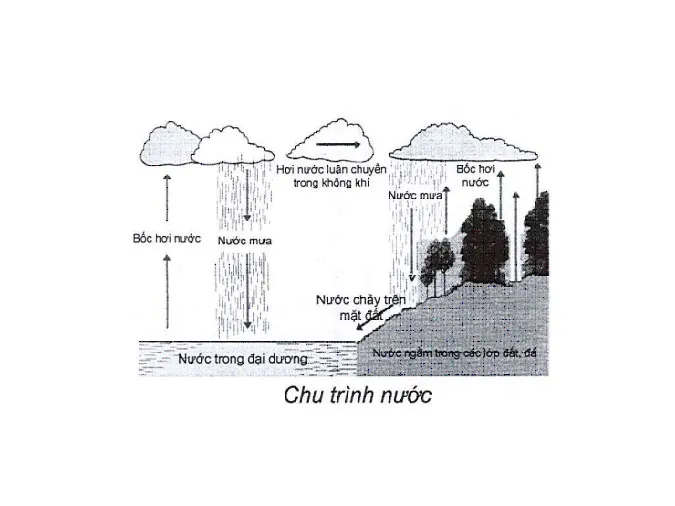 tim-hieu-qua-trinh-trao-doi-vat-chat-trong-he-sinh-thai-voh-6