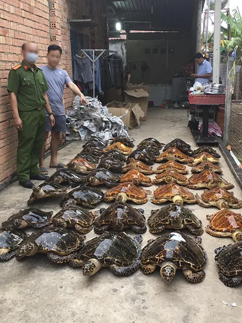 39 tiêu bản rùa biển thu giữ được trong vụ án 