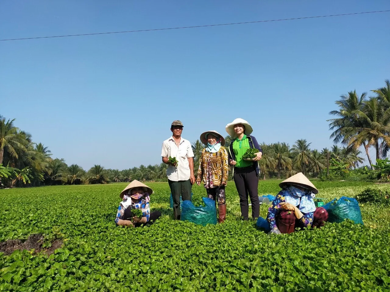 bột rau má, xuất khẩu nông sản