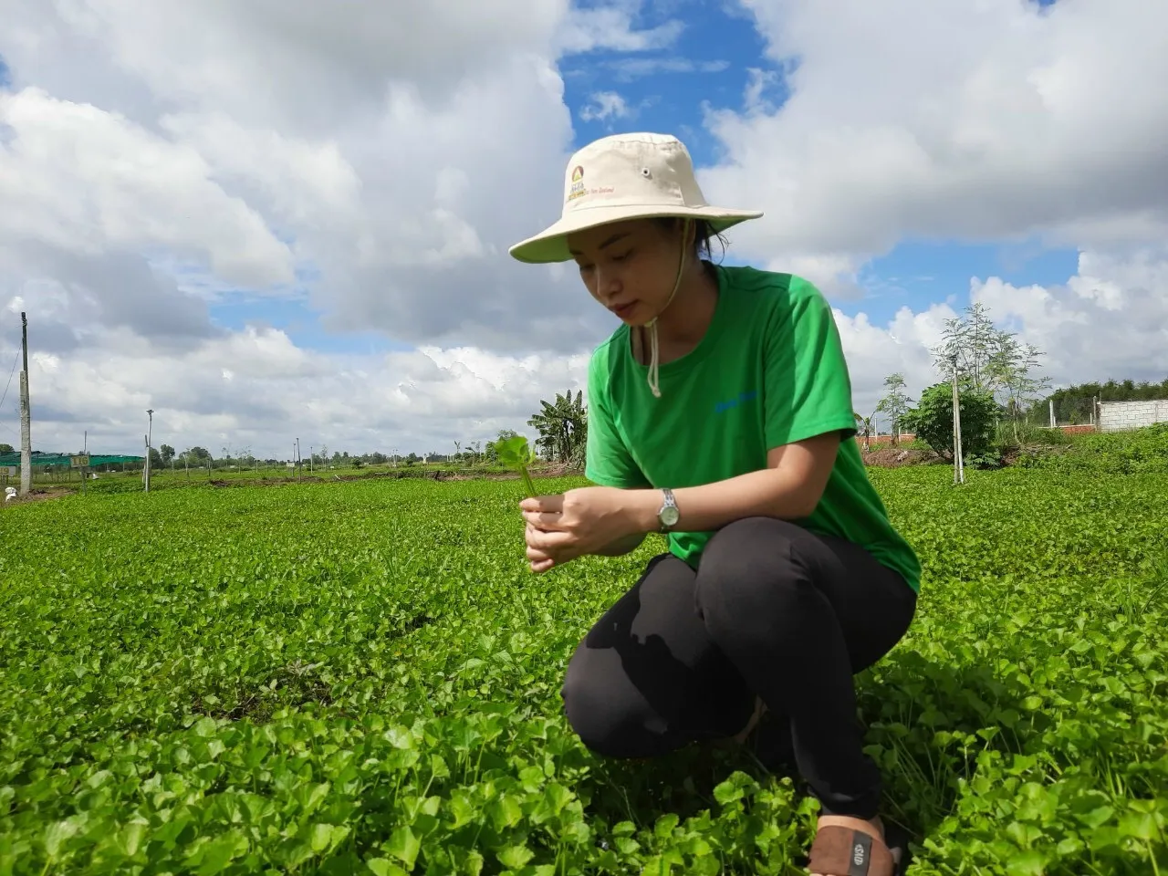 bột rau má, xuất khẩu nông sản