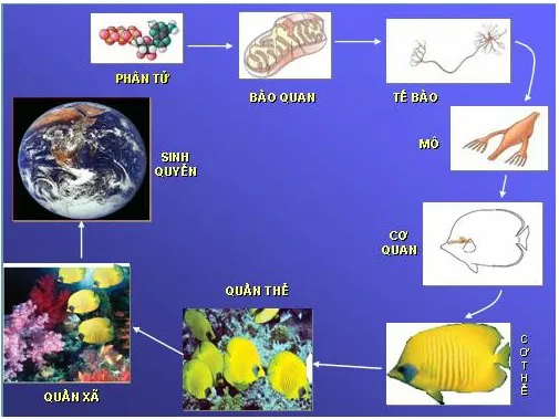 Giới thiệu chung về lịch sử thế giới sống trên trái đất 1