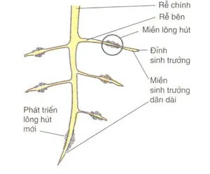 Kiến thức về sự trao đổi nước và khoáng chất ở thực vật 1