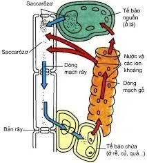 Kiến thức về sự trao đổi nước và khoáng chất ở thực vật 7