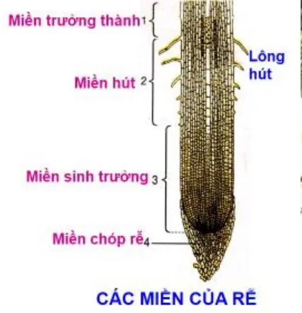 Kiến thức về sự trao đổi nước và khoáng chất ở thực vật 2