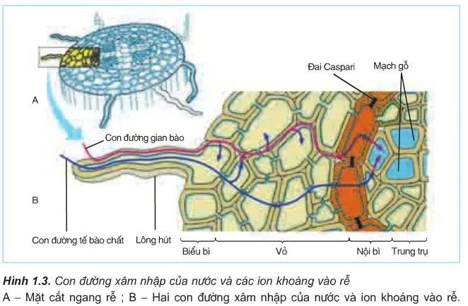 Kiến thức về sự trao đổi nước và khoáng chất ở thực vật 3