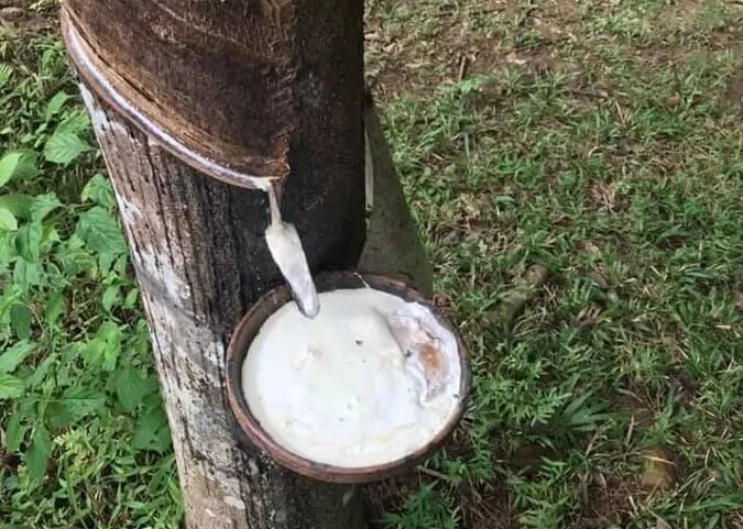 Kiến thức về sự trao đổi nước và khoáng chất ở thực vật 8